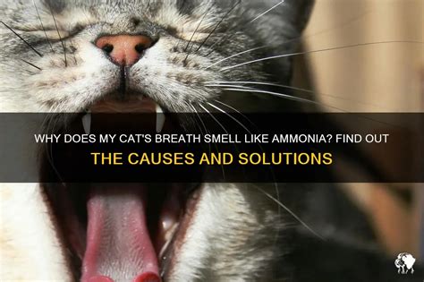 Why Does My Cats Breath Smell Like Ammonia Find Out The Causes And