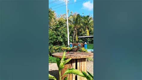 pitik kampong shorts meme memes animals youtube