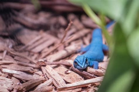 Baby Electric Blue Gecko Singapore Zoo Pavan Flickr