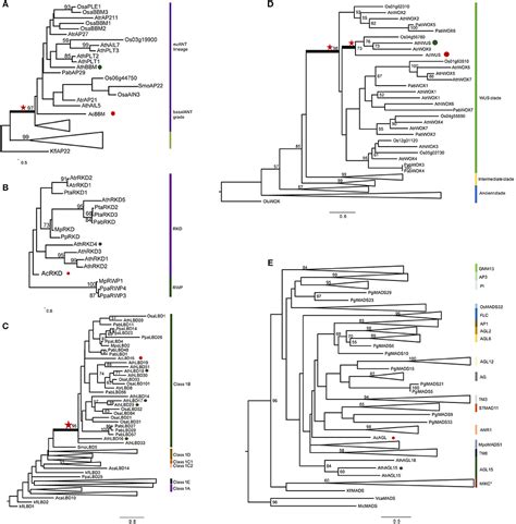 Frontiers Expression Analyses Of Embryogenesis Associated Genes During Somatic Embryogenesis