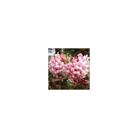 Viburnum X Bodnantense Dawn 2L Pot