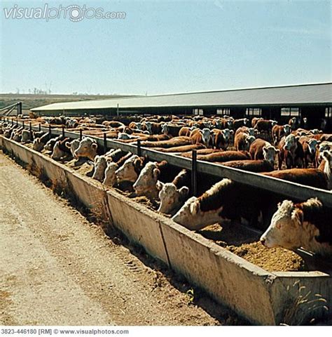 Cattle Feedlot Design - Livestock Cattle