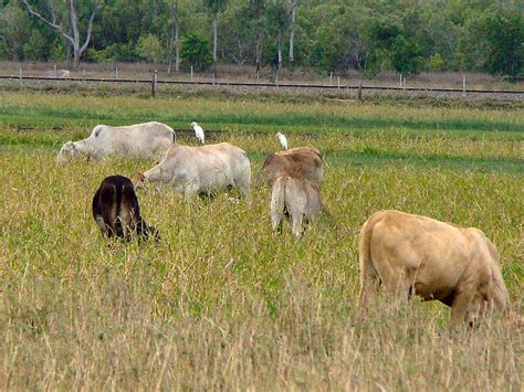 Photos08/0691_Cattle_Egret_on_cow