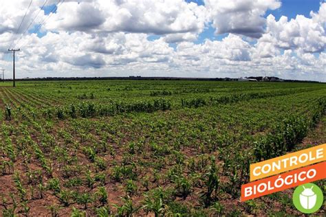 Mercado De Biodefensivos Cresce Mais De No Brasil Em Um Ano