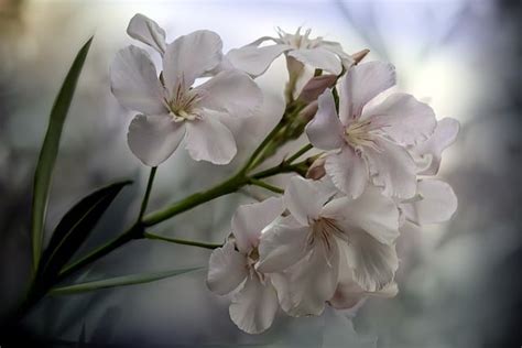 Blumen Oleander Zweig Kostenloses Foto Auf Pixabay Pixabay