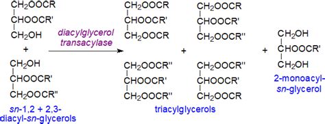 Triacylglycerol Degradation