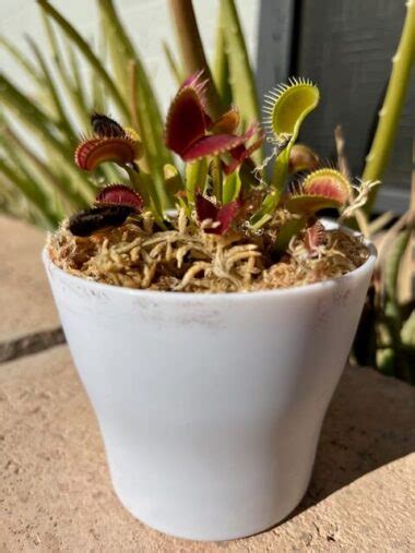 Is Your Venus Flytrap Dying Common Causes And Easy Solutions