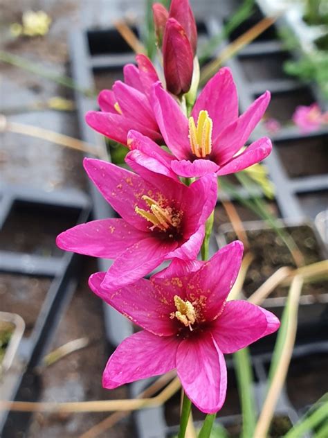 Ixia Venus Proctors Nursery