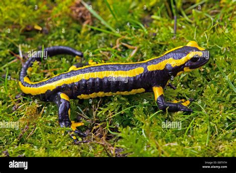 Salamandre terrestre européen Salamandra salamandra terrestris assis