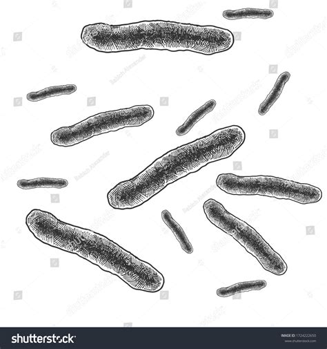 vector hand drawn illustration mycobacterium tuberculosis stock vector