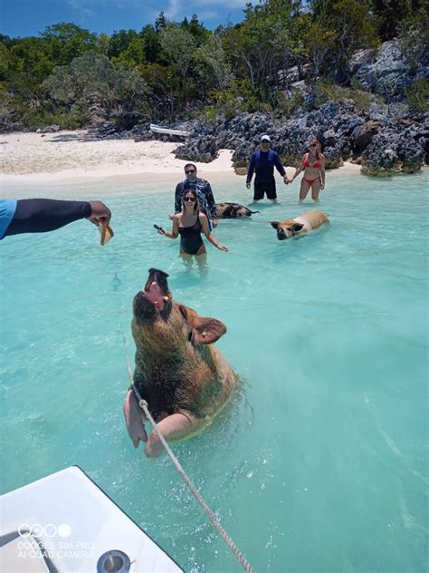 Public Half Day Swimming Pigs Tour - Comfort Venture Tours