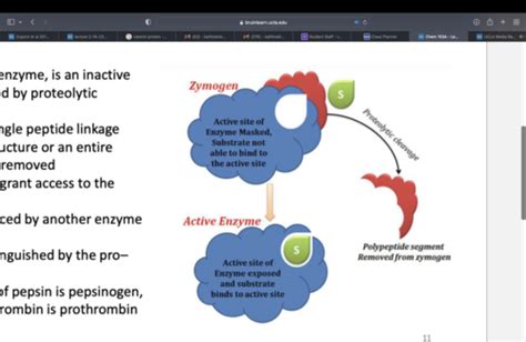 Enzyme Regulation Flashcards Quizlet