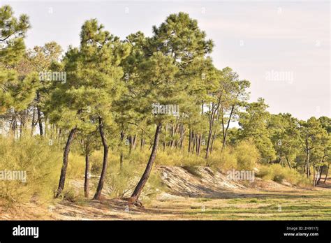 Maritime Pines Pinus Pinaster And Sand Dunes In Mata Nacional Das