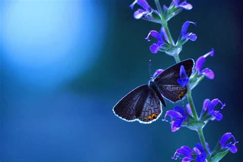 Laptop Blue Butterfly Wallpaper - Wallpaper Sun