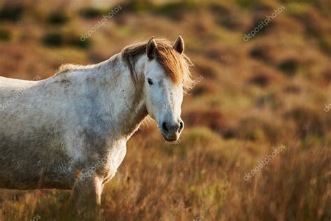 White horse of Camargue Stock Photo by ©LuaAr 91620714