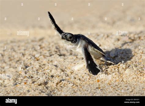 La Eclosi N De La Tortuga Verde Chelonia Mydas Gatear Hacia El Oc Ano