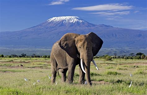 Amboseli Safari Best Kenya Safari Experiences Art Of Safari