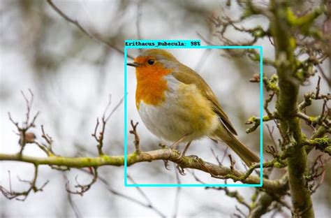 Github Bikashgrgenterprise Solution For Bird Species Detection Model