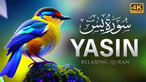 This Recitation Of Surah Yaseen Yasin Will Melt Your Heart