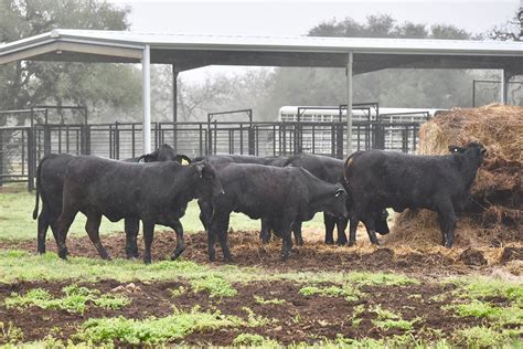 Sale Consignment Photos South Texas Cattle Marketing