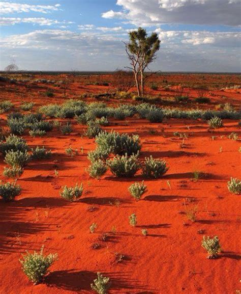 Outback Australia Rare And Remote Area With Lots Of Typical Red Sand