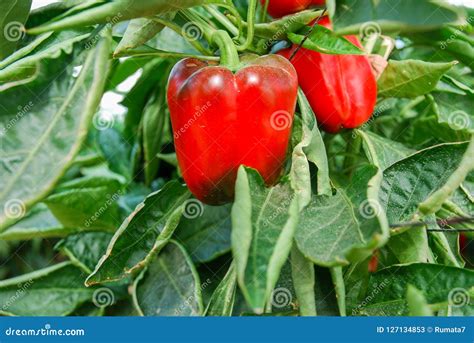 Growing Red Bell Peppers In Greenhouse Stock Image Image Of Closeup