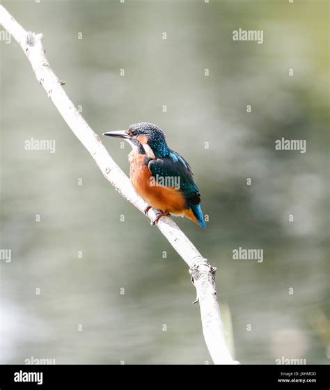 Common Kingfisher Alcedo Atthis Stock Photo Alamy