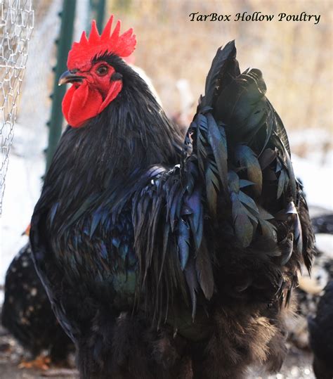 Black English Orpington Tarbox Hollow Poultry