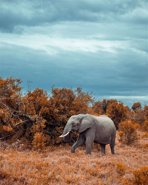 Elephant on Savanna · Free Stock Photo