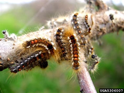 Browntail Moth Euproctis Chrysorrhoea On Sour Cherry Prunus Cerasus