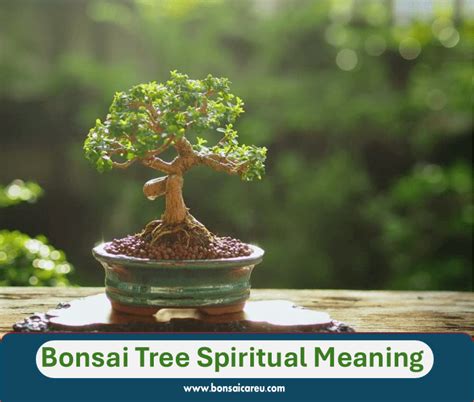 Bonsai Tree Spiritual Meaning Bonsai Care