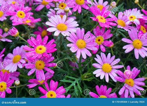 Blooming Pink Marguerite Daisy Or Paris Daisy Of Argyranthemum