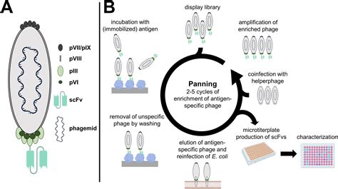 Antibody Display Technologies Selecting The Cream Of The Crop