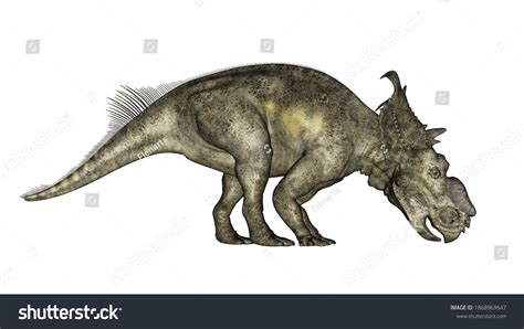 Pachyrhinosaurus Dinosaur Eating Isolated White Background Stock