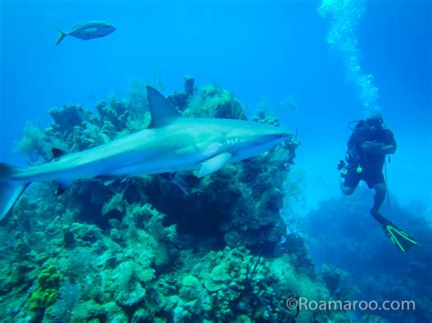 How to Dive the Great Blue Hole - Roamaroo Travel Blog