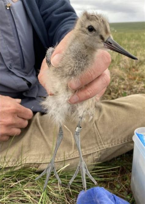 A Bird The Size Of Your Fist Flew From Alaska To Tasmania In 11 Days