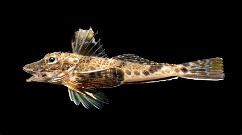 Fish Facts Striped Searobin Prionotus Evolans The Jump