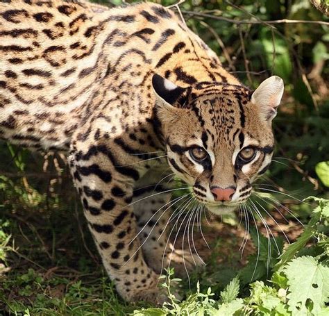 Ocelot Cat | Animals