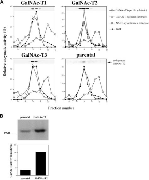 Localization Of Three Human Polypeptide Galnac Transferases In Hela Cells Suggests Initiation Of