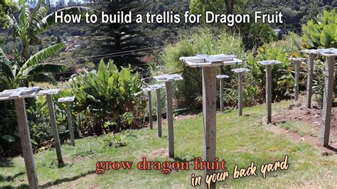 How To Build A Dragon Fruit Trellis And Plant Your First Youtube