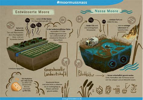 Paludikultur Moore nutzen und Klima schützen oekom verlag