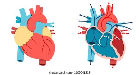 Vector Illustration Human Heart Blood Flow Stock Vector (Royalty Free ...