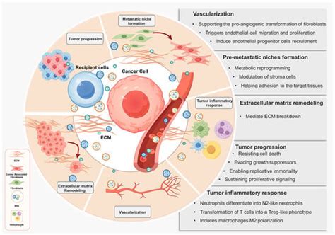 Biomolecules Free Full Text Blood Derived Extracellular Vesicles As