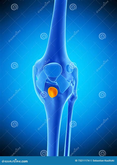 The Deep Infrapatellar Bursa Stock Illustration Illustration Of