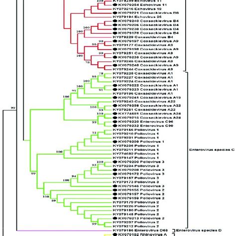 Phylogenetic Analysis Of The Nucleotide Sequences Of The VP4 VP2 Region