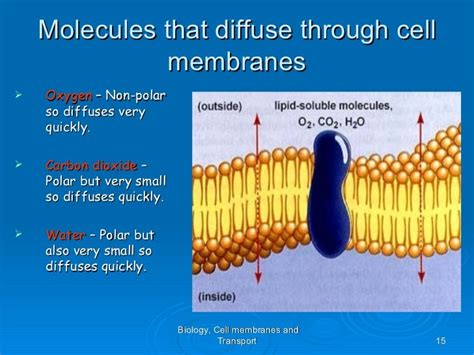 Powerpoint Cell Membrane Transport Copy