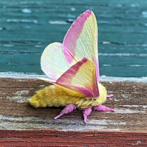 Pink And Yellow Fuzzy Moth