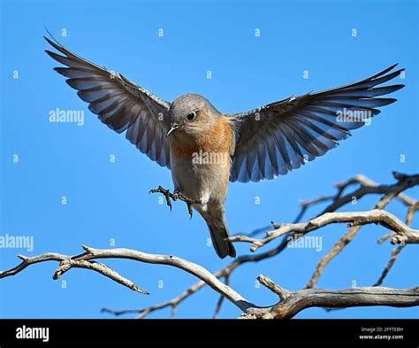 Wingspan wings wing span hi-res stock photography and images - Alamy