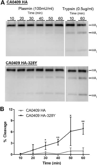 Plaque Forming Properties Of Recombinant Virus On Mdck Cells