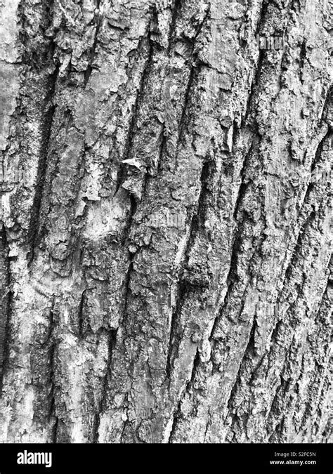 Tree Bark Stock Photo Alamy